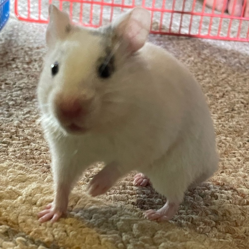 Meet your Posher, Austin